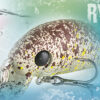 Minnow Rapture  Pro RYOKO CRANK gr. 4 mm. 45 sinking