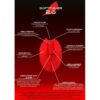 Soft Fisher tappo in gomma per canna da pesca  decompressione - protezione inguinale - immagine 3